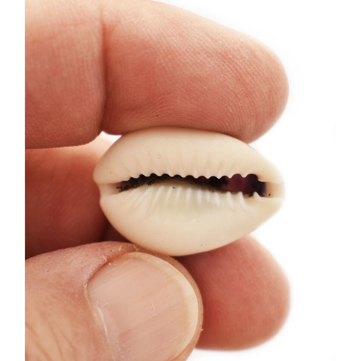 1 Inch Minimal Cowrie Seashells 24 pcs