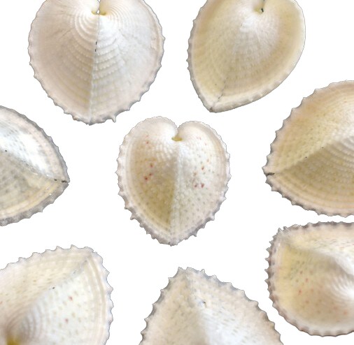 1.5 Inches Beautiful True Heart Cockle Shells