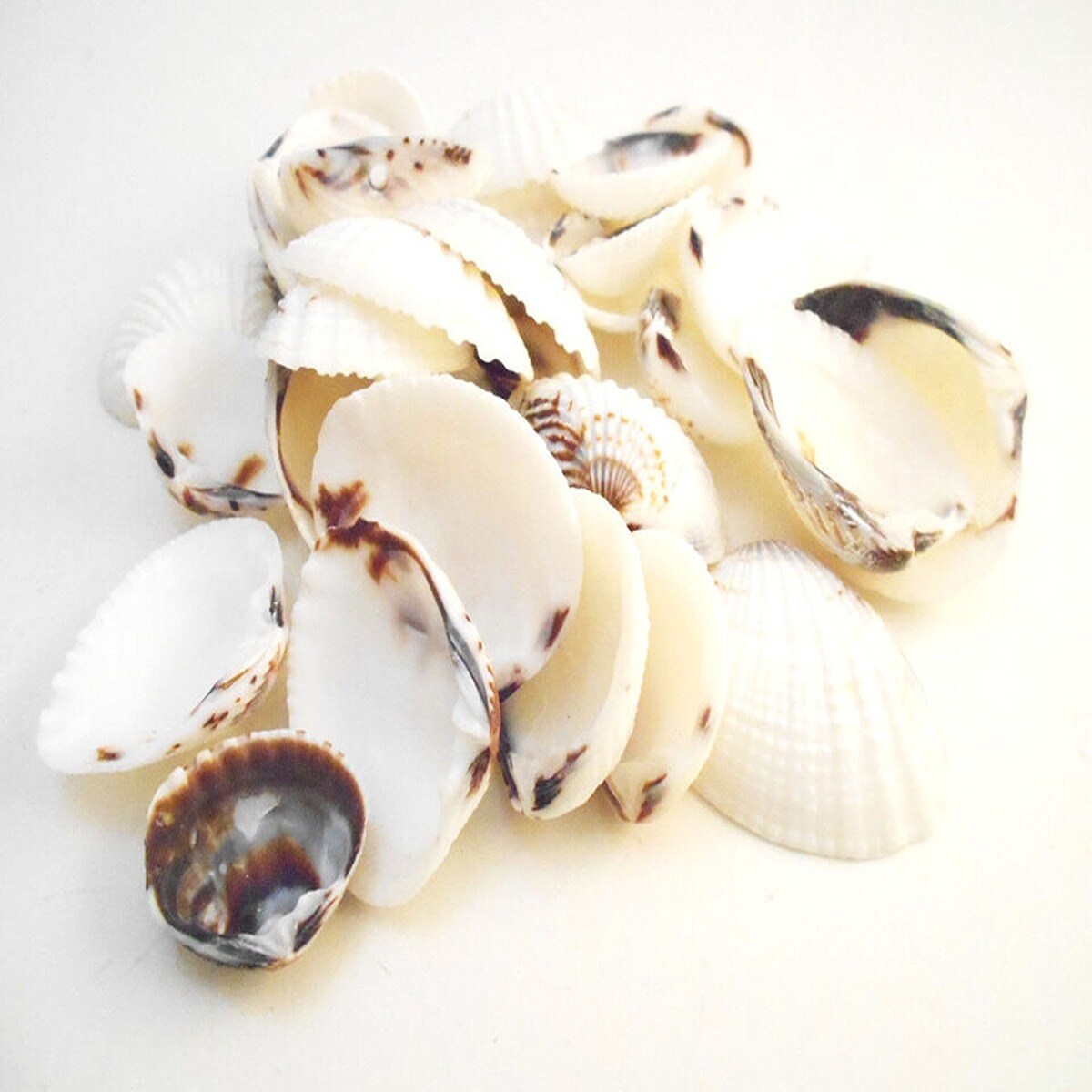 3/4 Inch Nominal Clam Shells 50 pcs