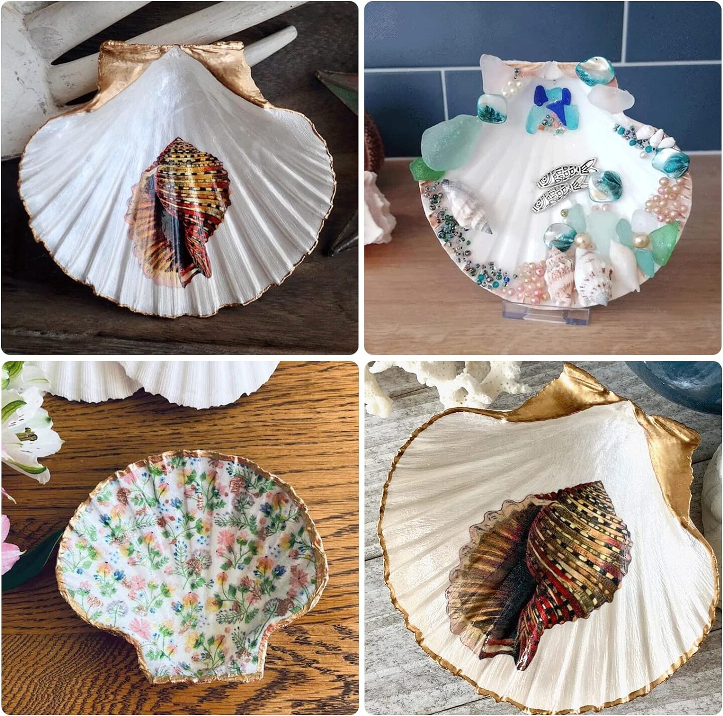 Natural Sea Shells for Crafting 6 pcs