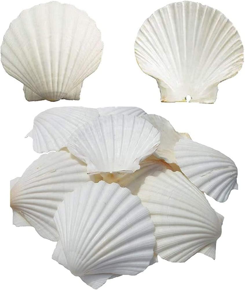 Natural Seashells for Home Decoration 35 pcs