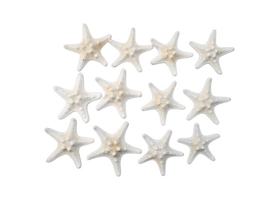 Attractive Knobby Starfish