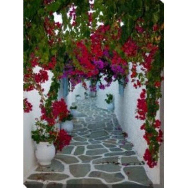 Outdoor Living and Style Pink and White Bougainvillea Path Outdoor Canvas Rectangular Wall Art Decor 40&#x22; x 30&#x22;