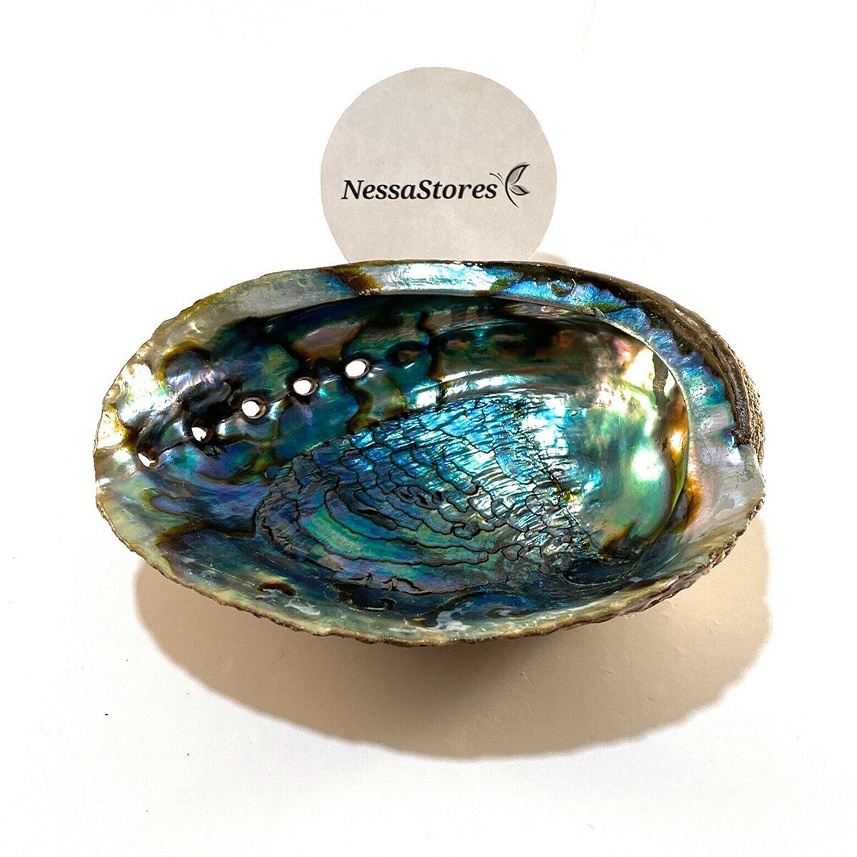 7 Inches Stupendous Refined Abalone Shell