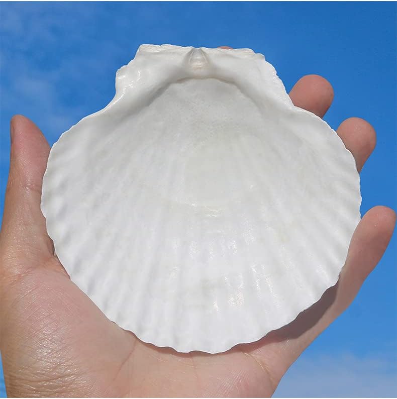 Sea Shells White Scallop Shells 10 pcs