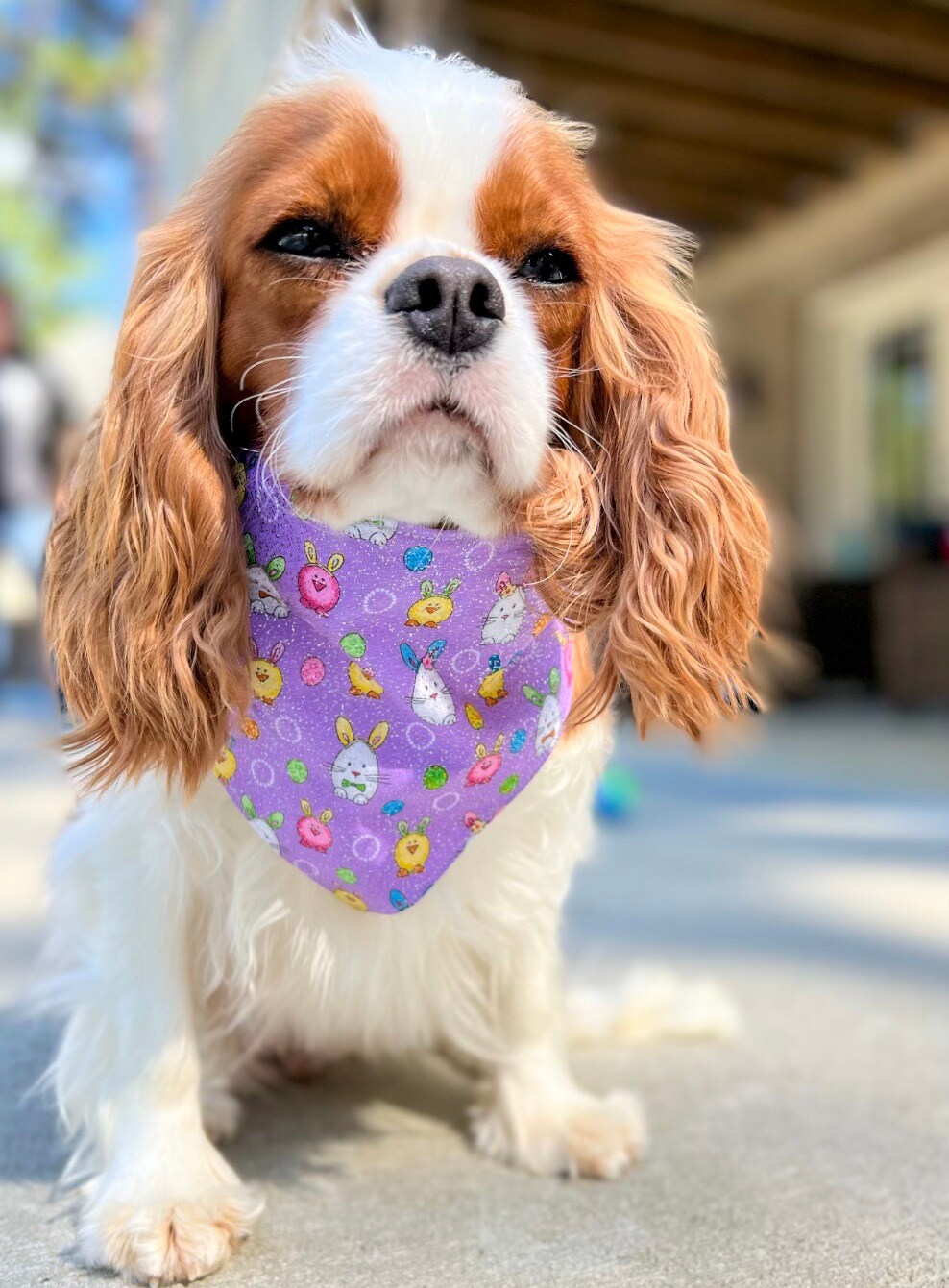 Easter Bandana, Holiday Bandana, Spring Bandana, Purple Bandana, Pet Bandana, Cat Bandana, Dog Bandana, Pet Scarf, Dog Accessories product 4