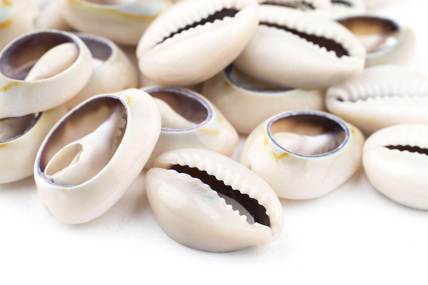 The Bead Chest Cowrie Shells (Large) - Approx 30 Pieces - White, Natural - Jewelry Making, Craft Projects, Artistic Use, Cultural Adornments