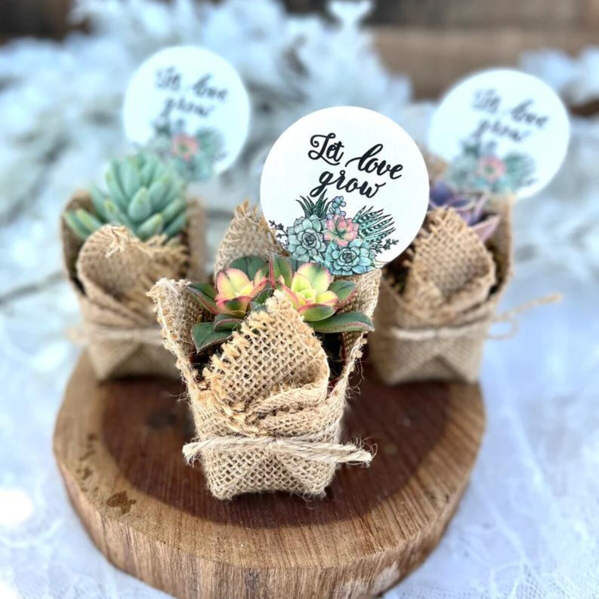 Live Succulent Favors in Burlap - Baby Shower Favors, Wedding and Party  Favors | MakerPlace by Michaels