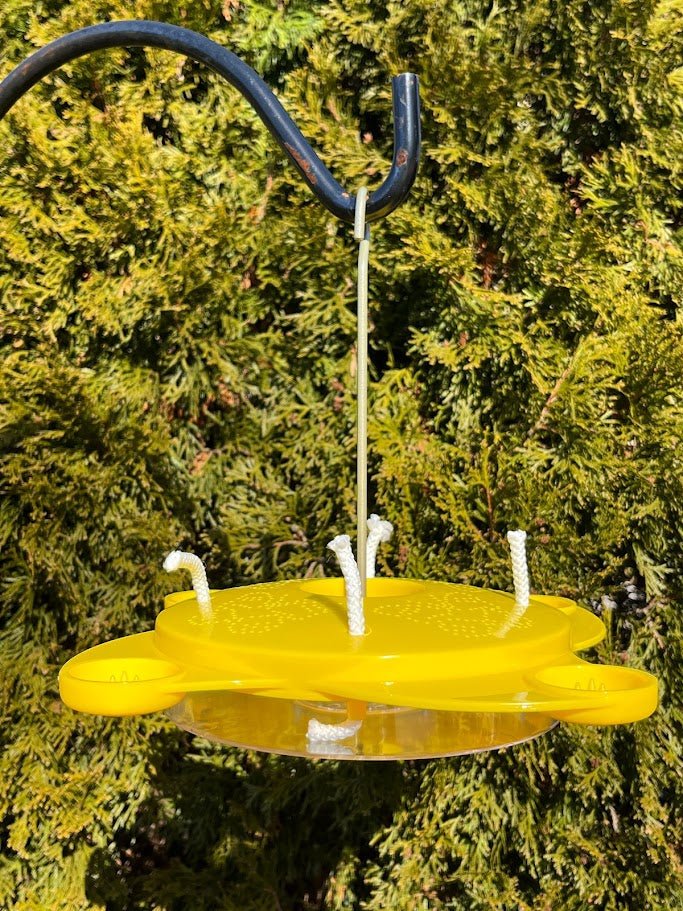 Butterfly Feeder
