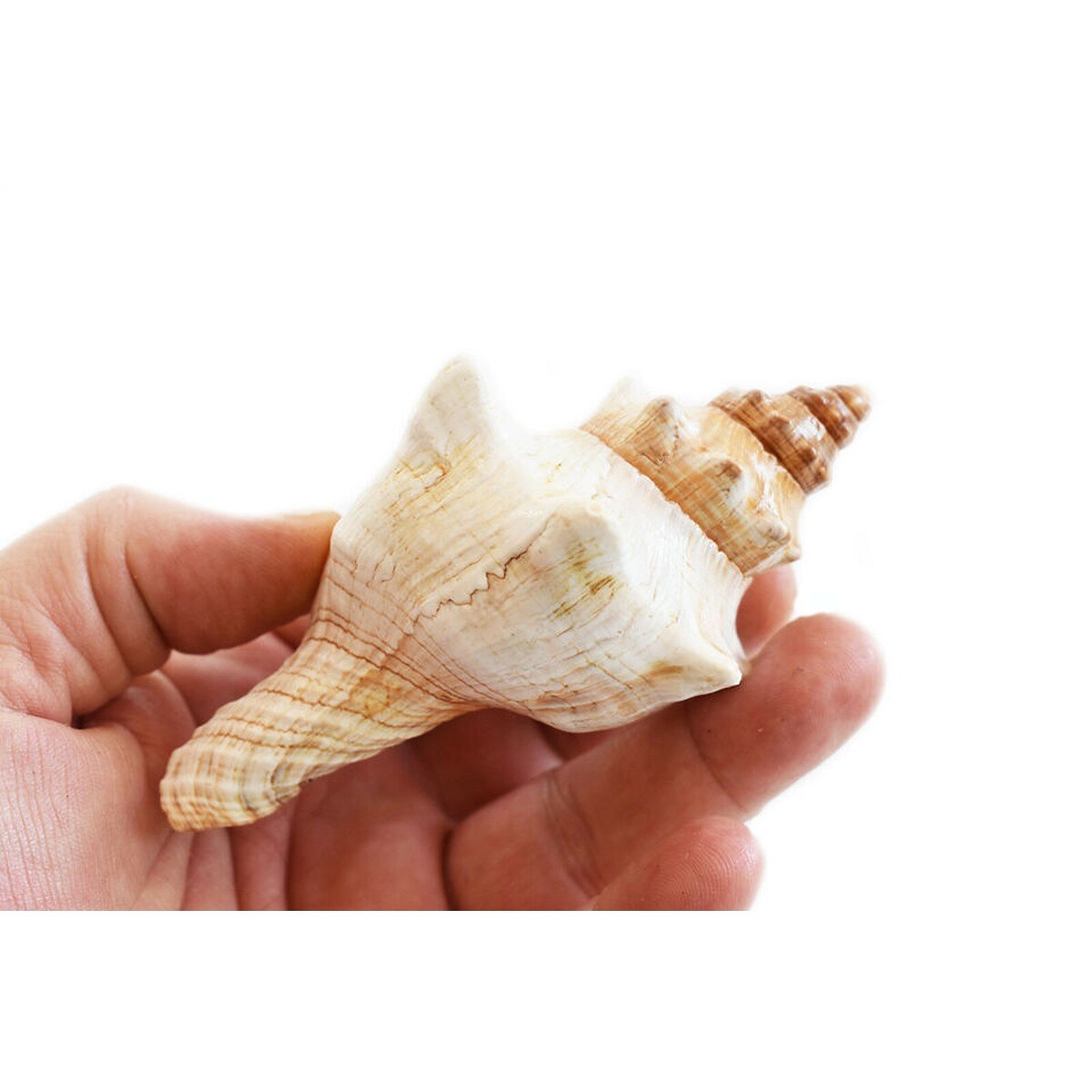 5 Inches Striped Fox Conch Shells