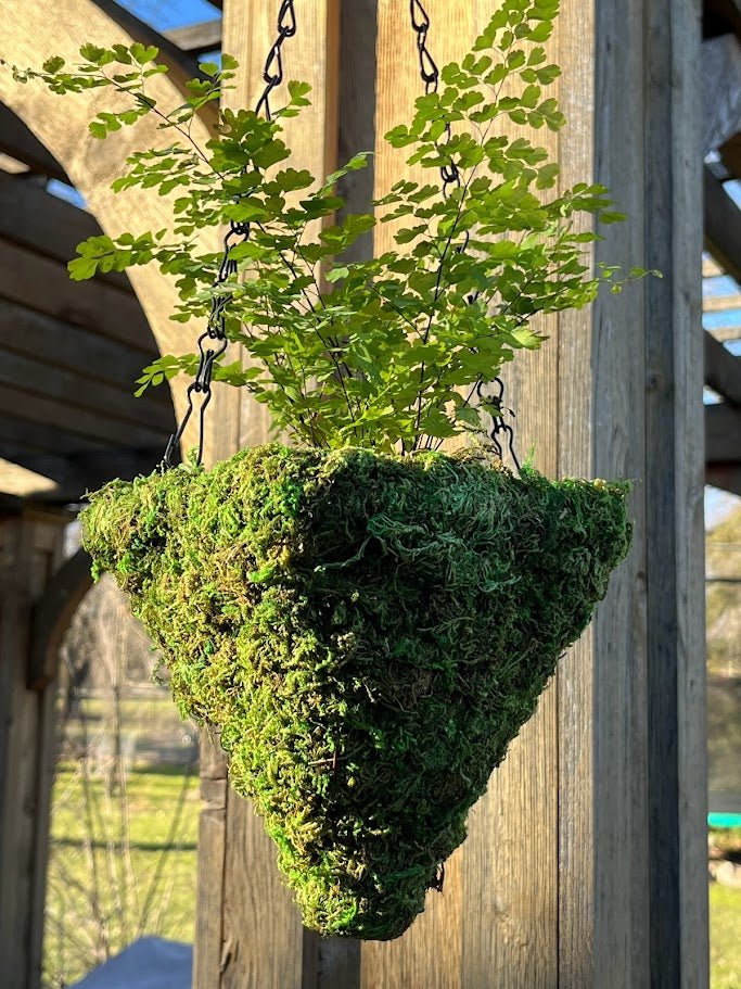 6&#x22; MOSS Hanging Basket - Square Cone