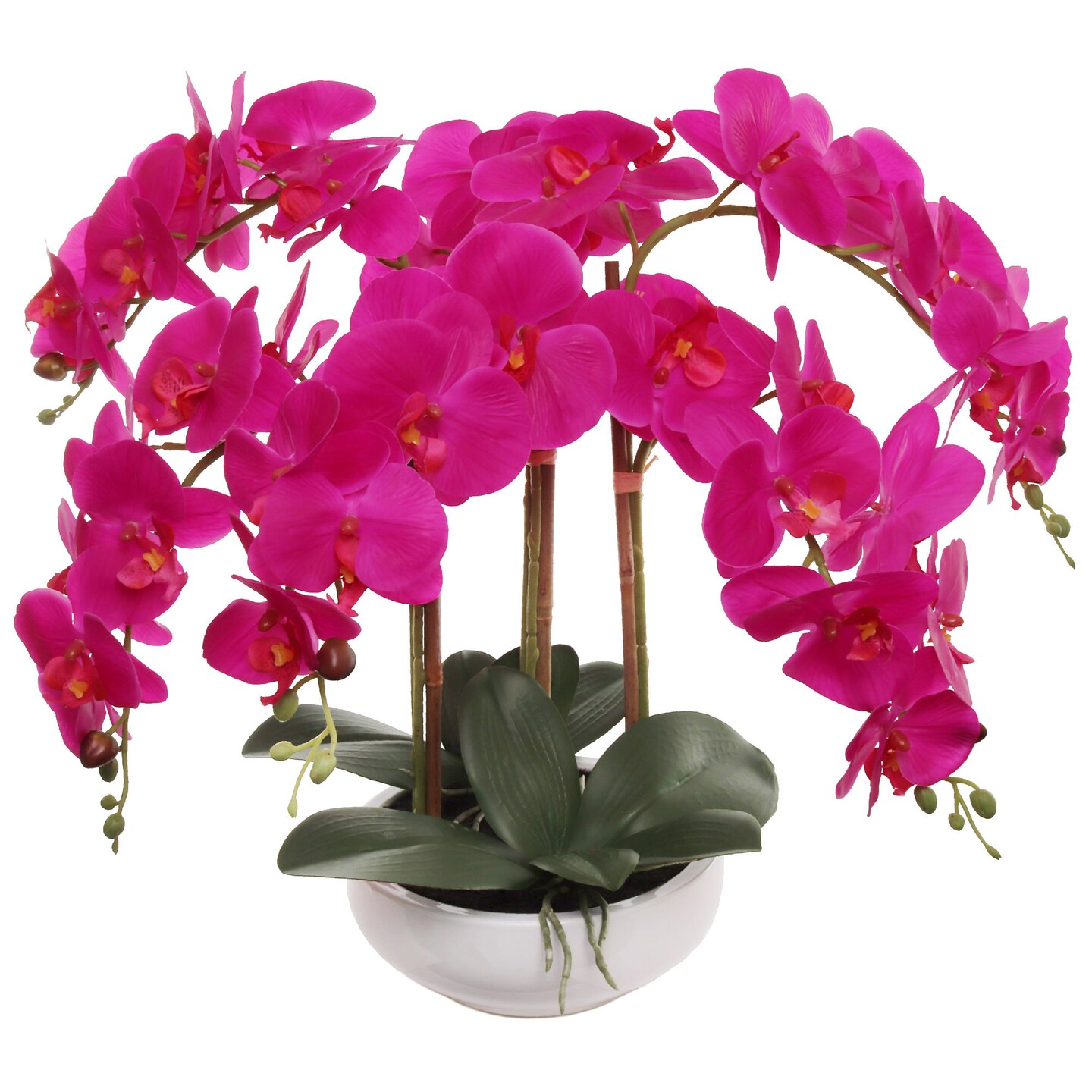 Fuchsia Phalaenopsis Orchid Flowers in White Ceramic Vase by Floral ...