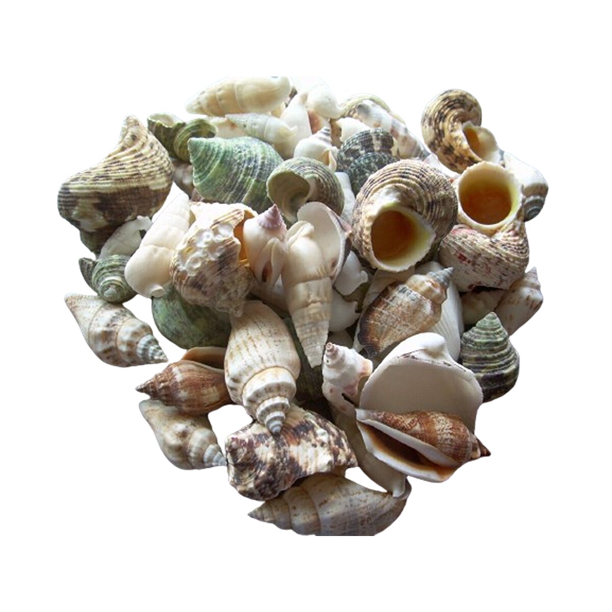 3/4 Inch Variegated Seashells 100 pcs