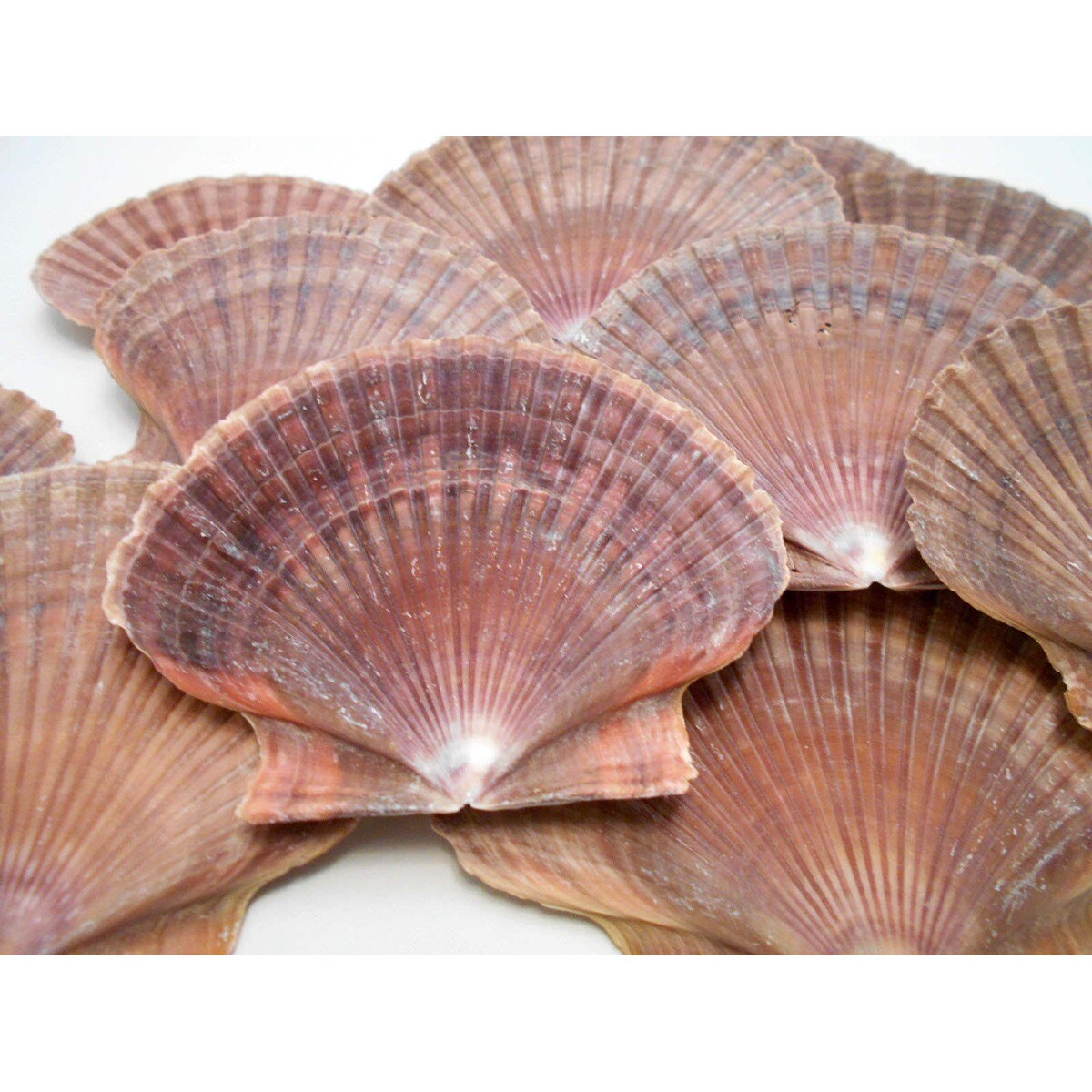 3 Inches Flat Scallop Shells 12 pcs