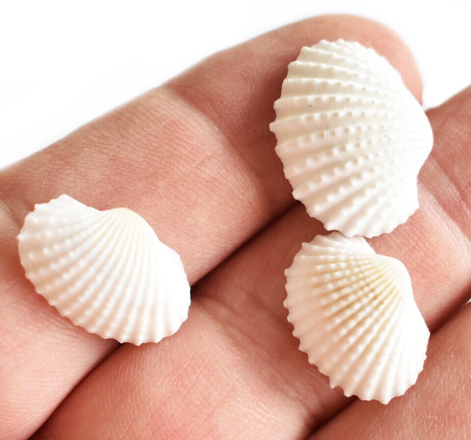 1/2 Inch Small Ark Seashells 100 pcs