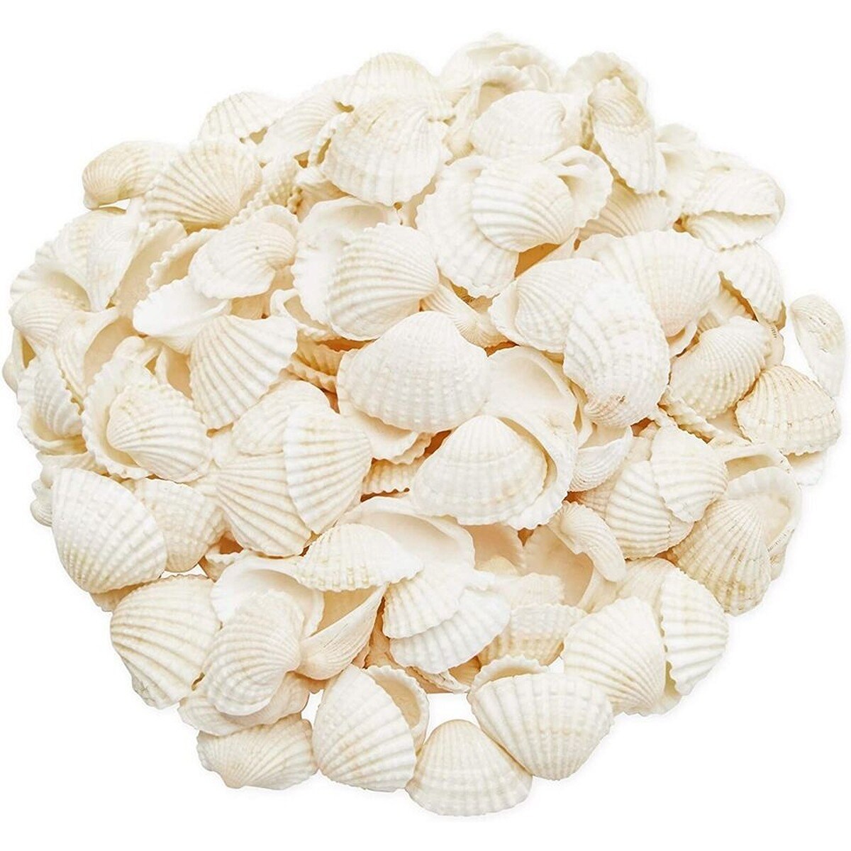 Unpigmented Beach Seashells 200 pcs