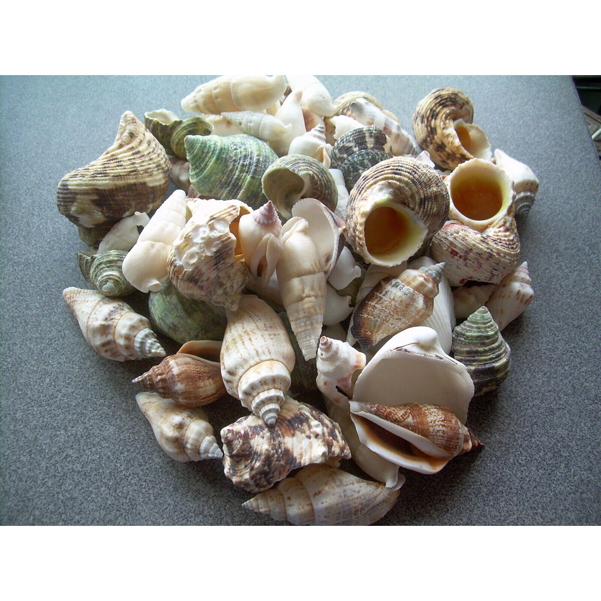 3/4 Inch Variegated Seashells 100 pcs