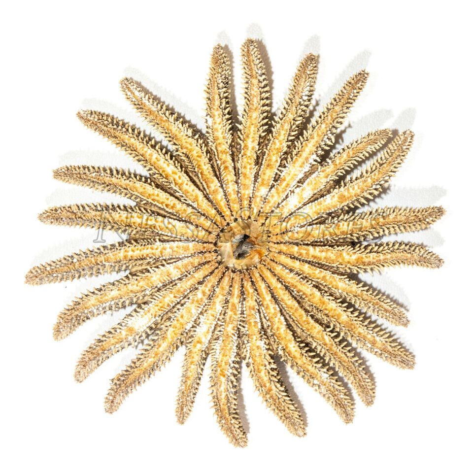 3 Inches Multileg Sunflower Starfish Sea Shell