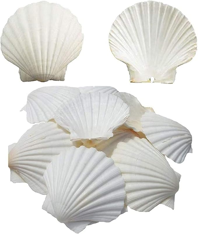 5 Inches High Quality Scallop Shells for Serving Food 6 pcs