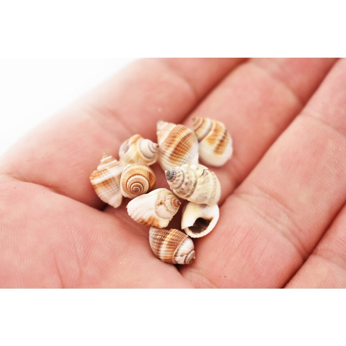 1/4 Inch Nutmeg Mini Seashells 300 pcs