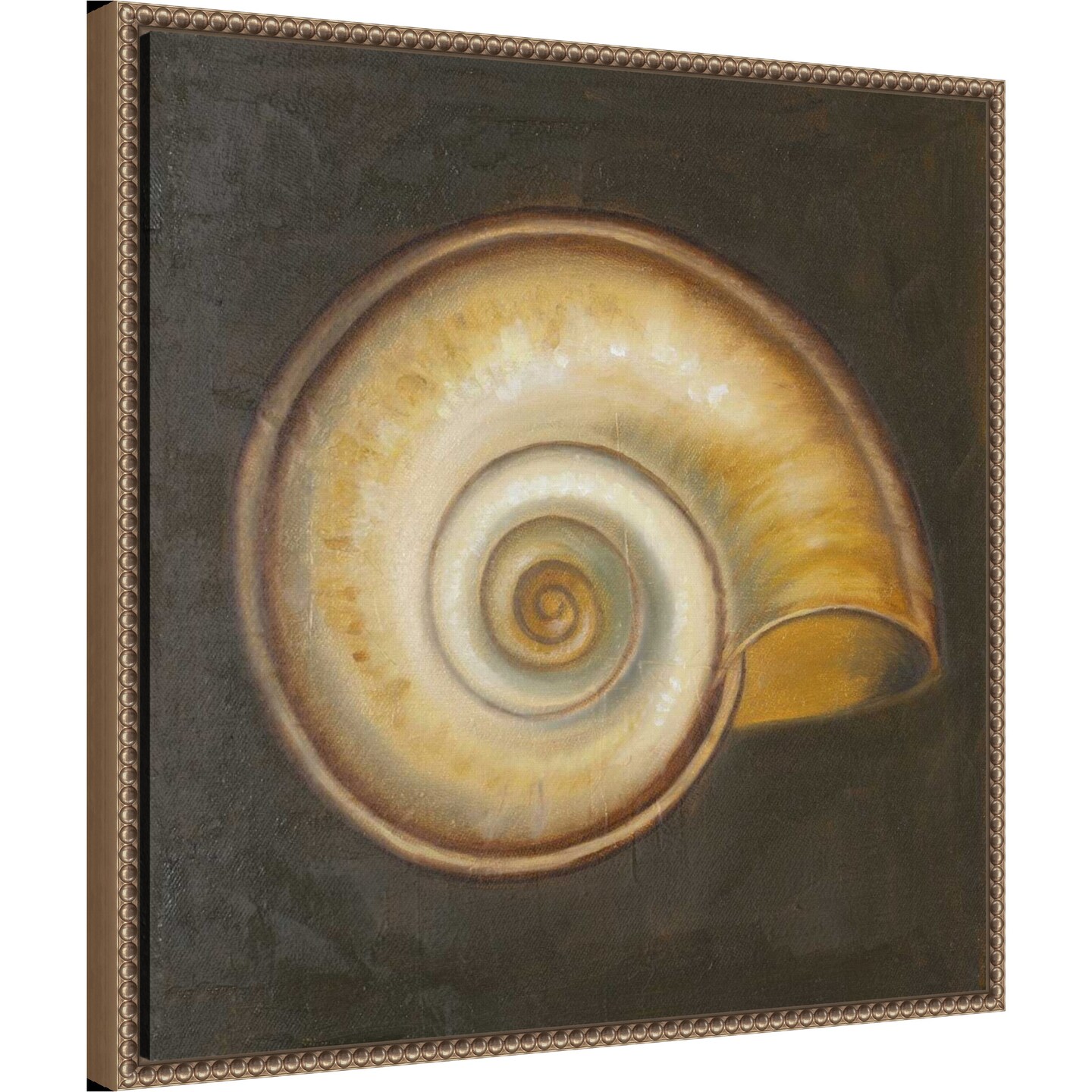Seashell I by Patricia Pinto Framed Canvas Wall Art