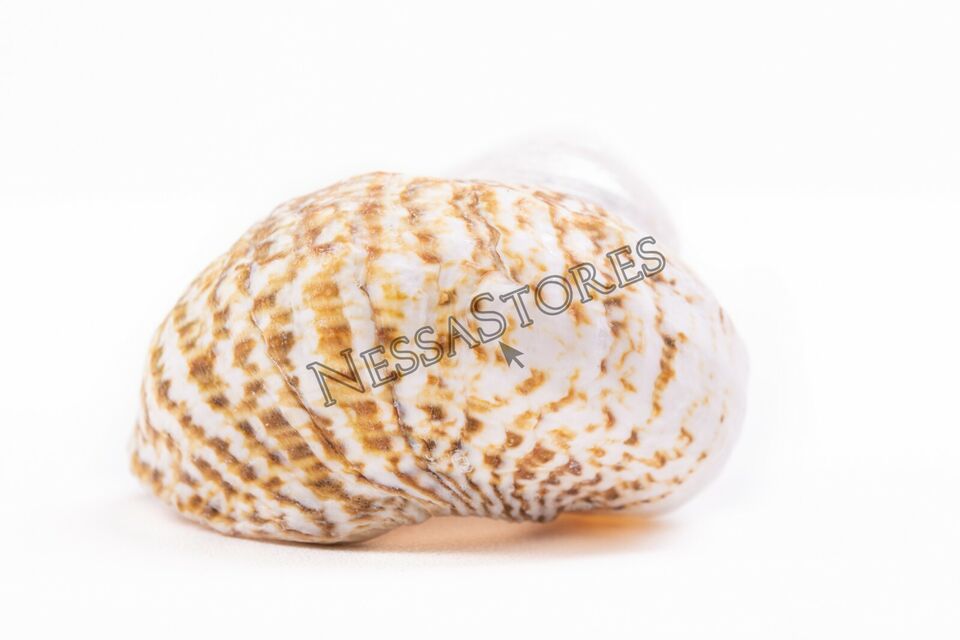1 1/2 Inches Natural Turbo Sea Shell
