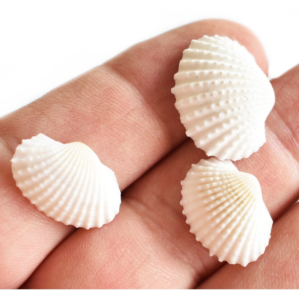 3/4 Inch Teeny Natural Ark Seashells 200 pcs