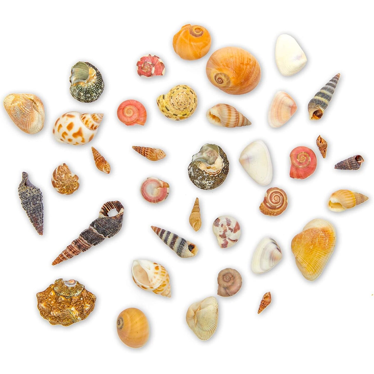 Small Tiny Sea Shells White Clam Bulk Natural Seashell for DIY Craft Home  Decor Vase Fillers…