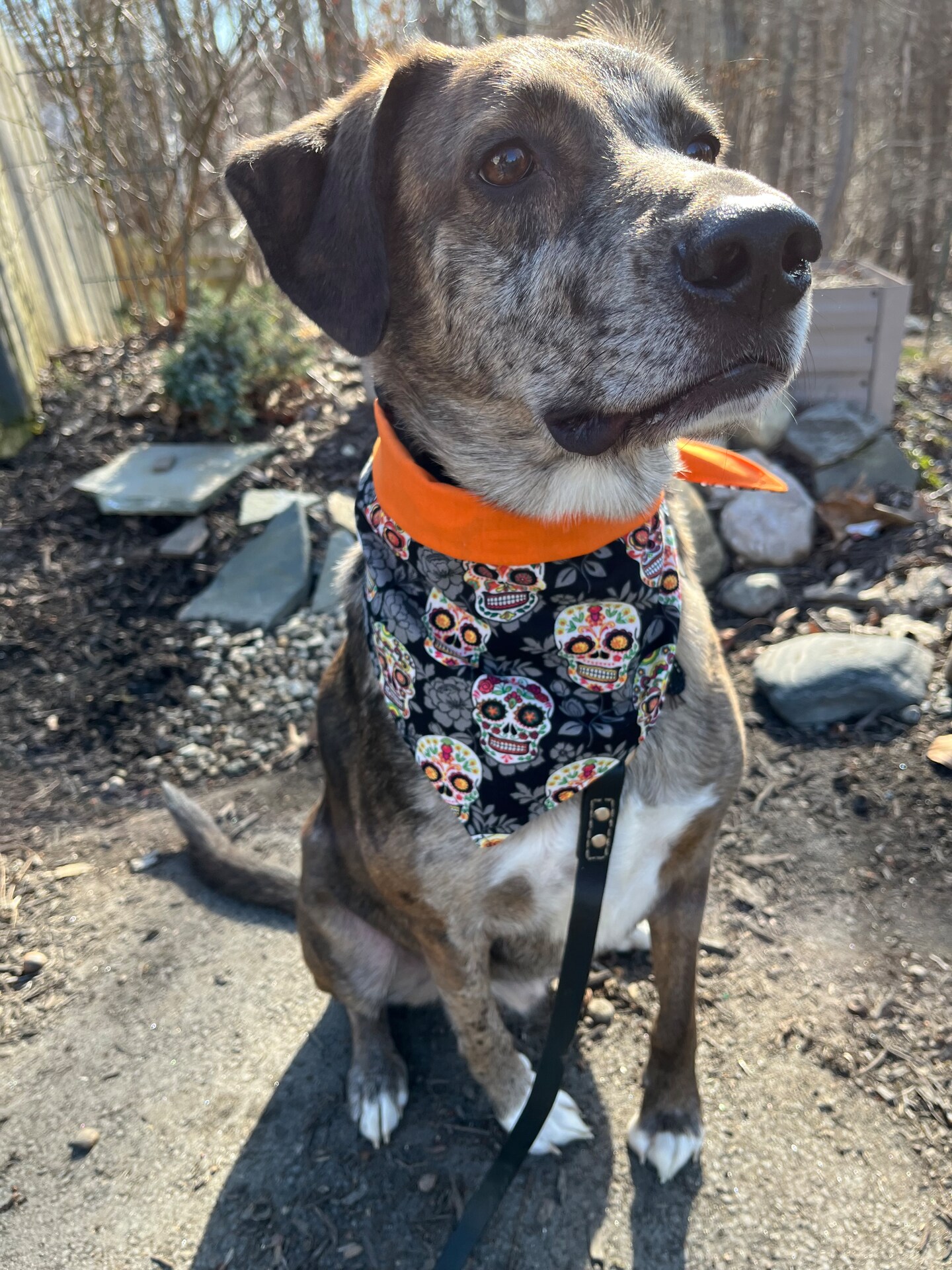 Dog Infinity Twist Bandana Scarf Dogs at the Beach | MakerPlace by