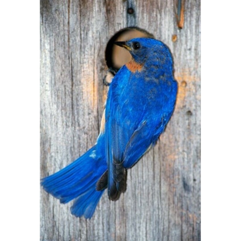 Posterazzi Male Eastern Bluebird Poster Print by Panoramic Images (12 x 18)