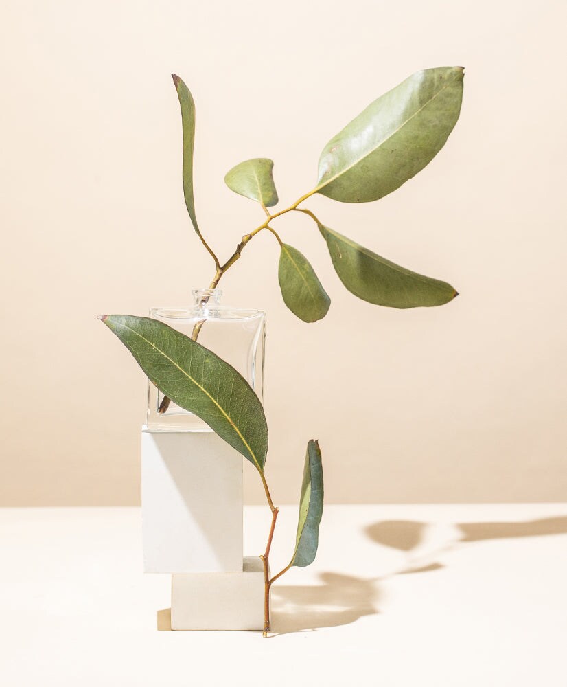 Organic Eucalyptus Essential Oil Supplier | Aromatherapy