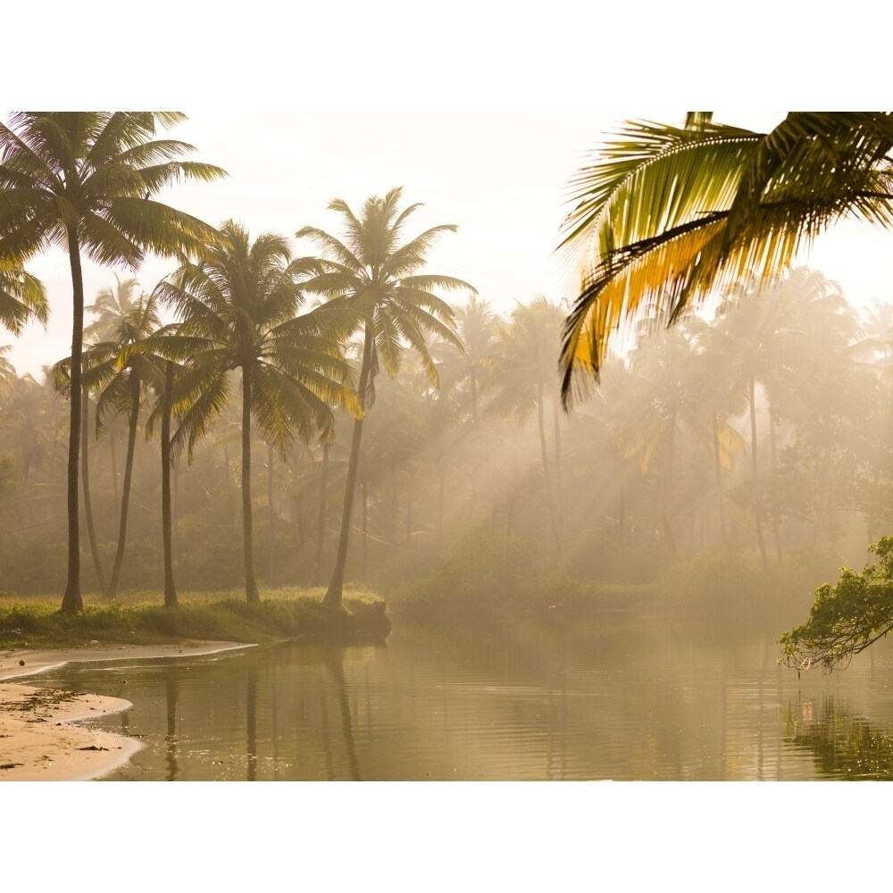 Palm Trees And Sunbeams Kerala India Poster Print