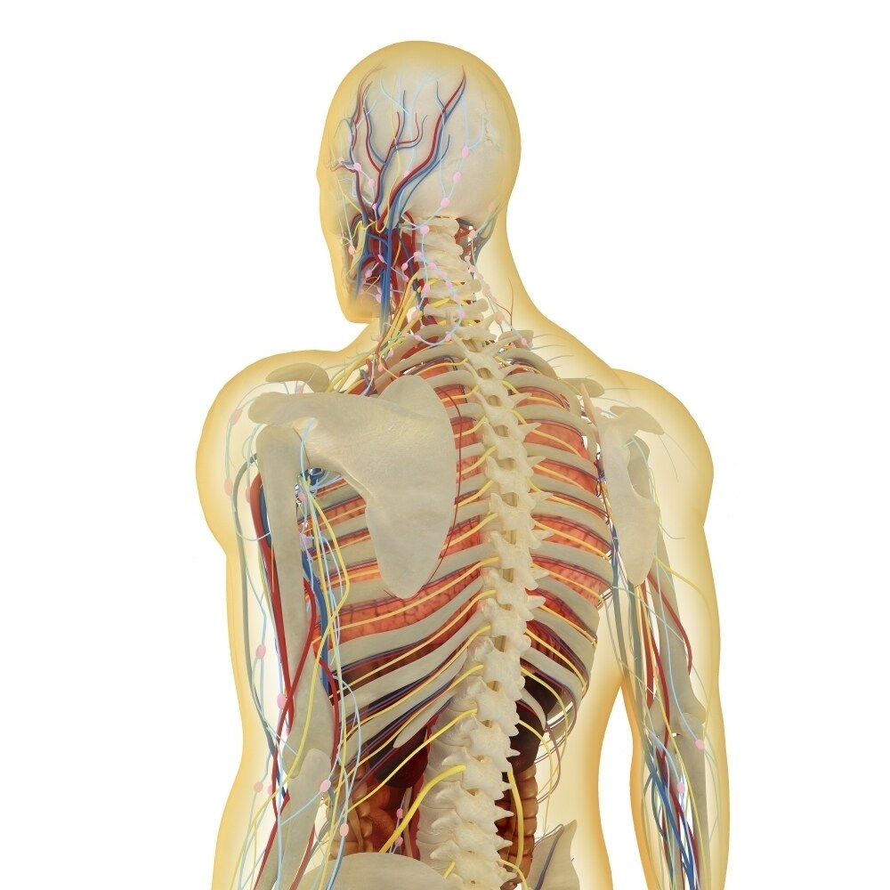 Posterazzi Human body with nervous system  lymphatic system and circulatory system Poster Print