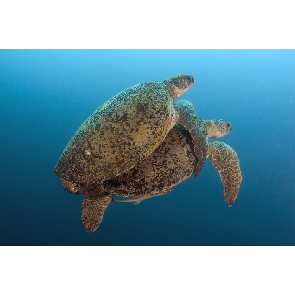 Posterazzi Malaysia  Borneo  Sipadan Island  Coupling Green Sea Turtles  Chelonia Mydas Poster Print