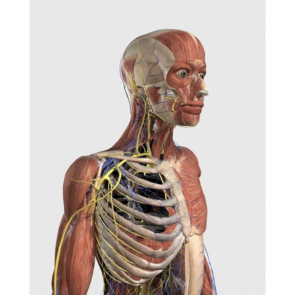 Posterazzi Human upper body showing muscle parts  axial skeleton  veins and nerves Poster Print