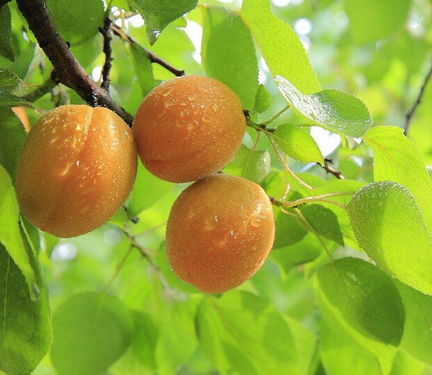 Apricot Burst - Premium Fragrance Oil