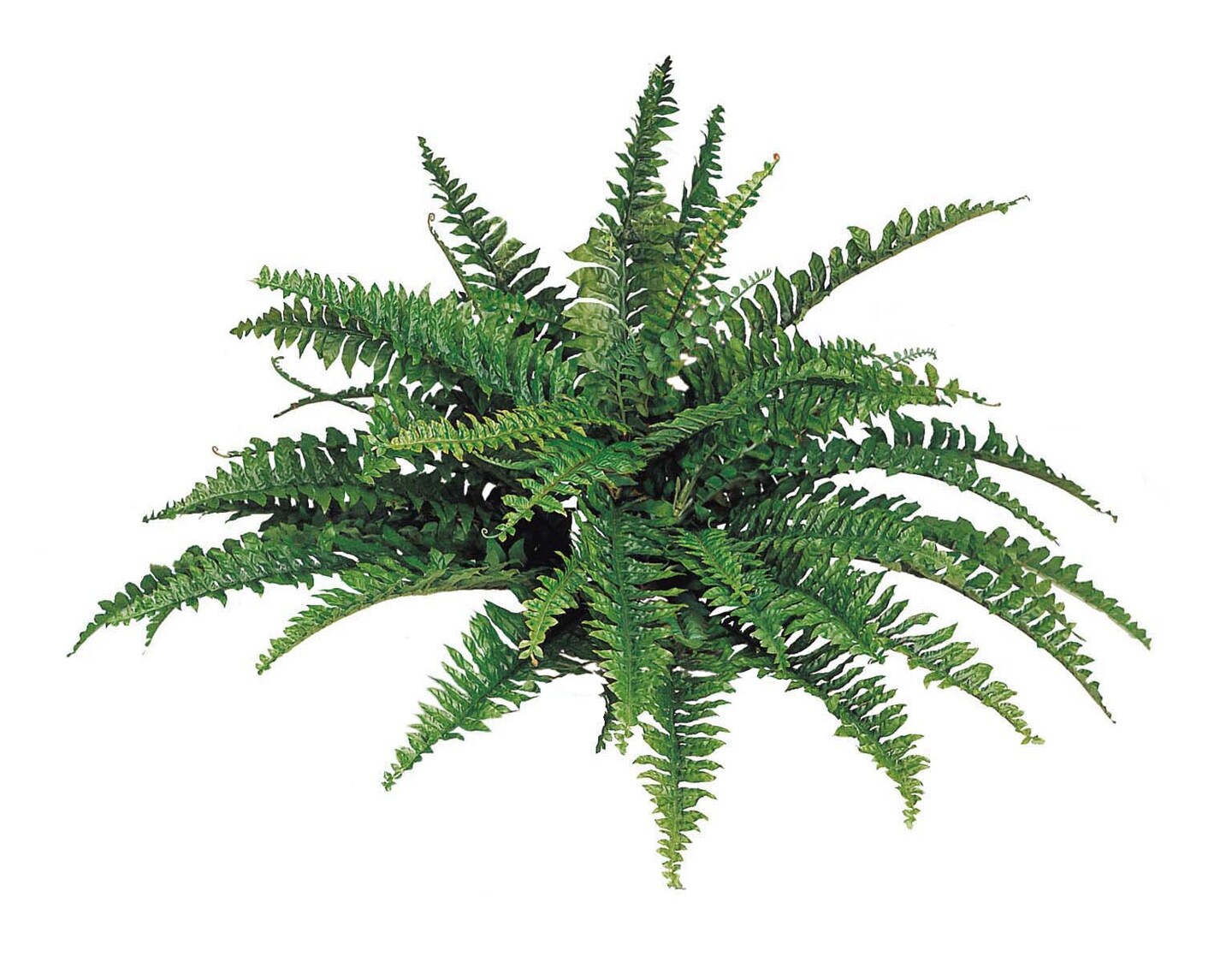6-Pack: Boston Fern Plant with 50 Silk Fronds, 34&#x22; Wide by Floral Home&#xAE;