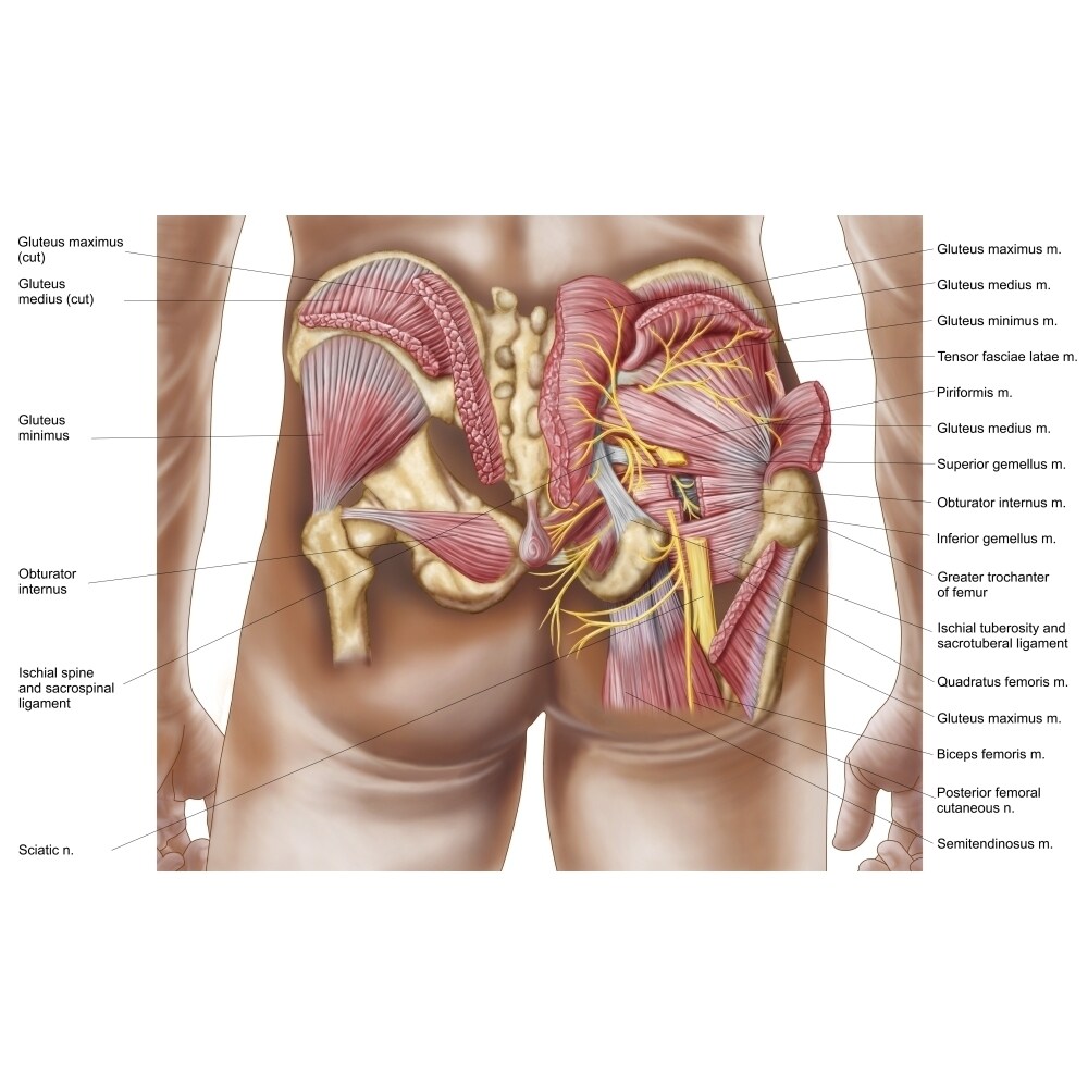 Posterazzi Anatomy of the gluteal muscles in the human buttocks Poster Print