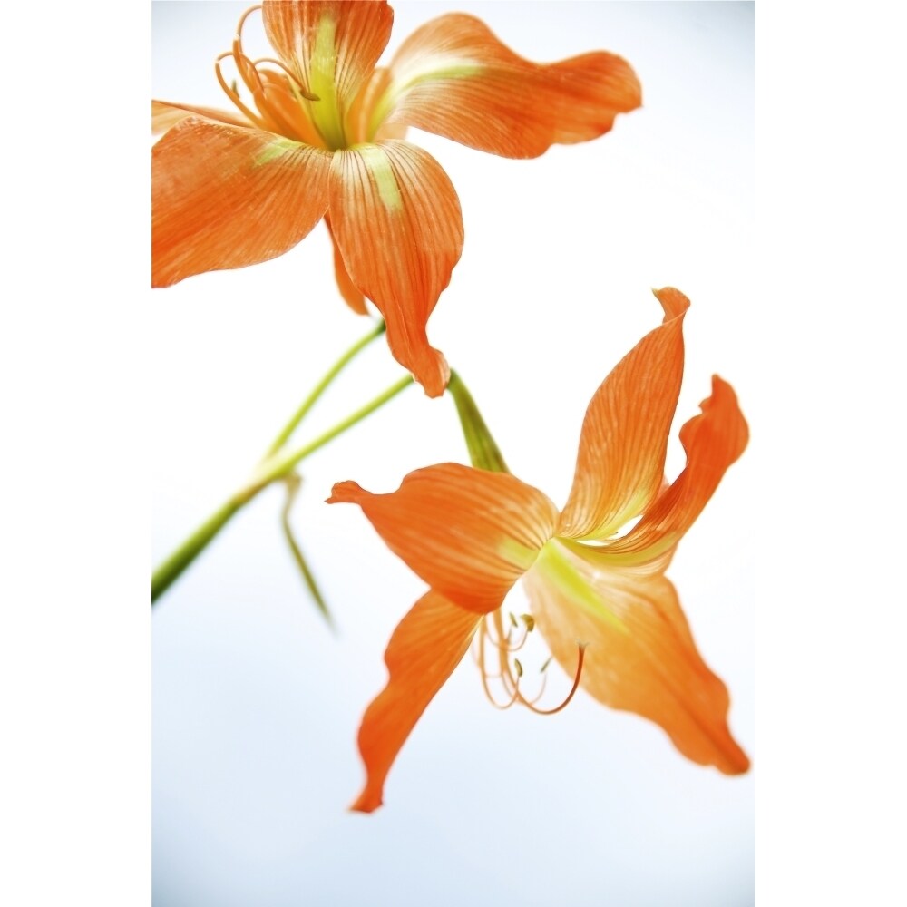 Posterazzi Hawaii  Kauai  Tiger Lily. Poster Print