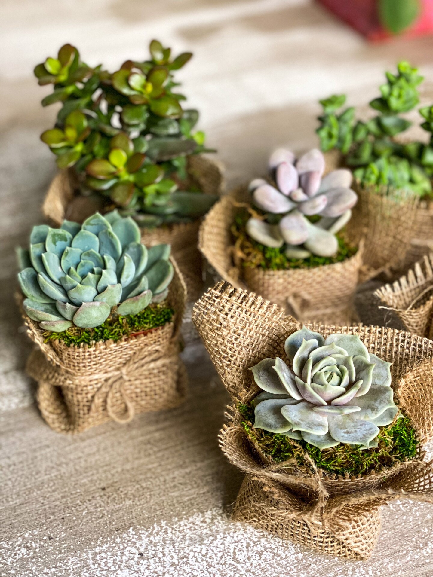 Succulent Wedding party favors favors 2 | MakerPlace by Michaels