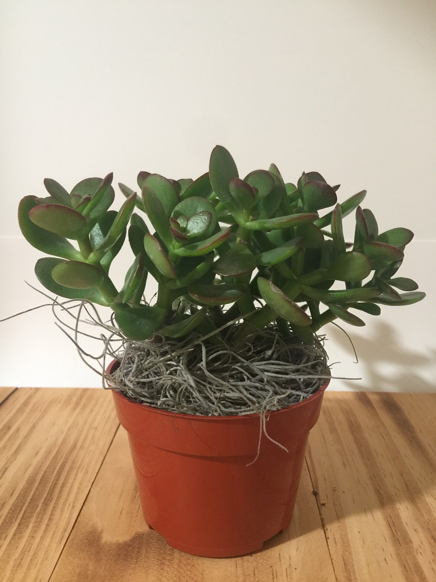 Live Jade Plant - Crassula Ovuta - 2", 4" and 6" Pots Available - Lucky,  Friendship, Money, Bonsai, Good Luck, Birthday, Gift | MakerPlace by  Michaels