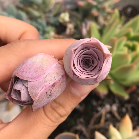 Rare Succulent - Aeonium Aurea ex El Hierro 'Pink Mountain Rose' Greenovia(green  in winter and pink in summer) | MakerPlace by Michaels
