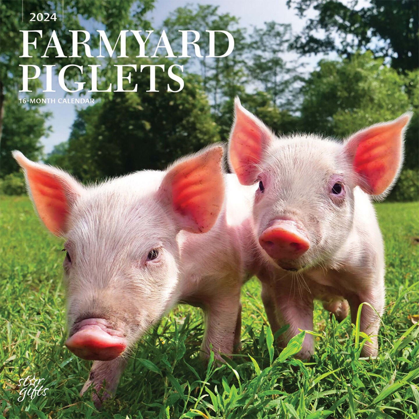 Farmyard Piglets 2024 12 X 24 Inch Monthly Square Wall Calendar   368605222324704 