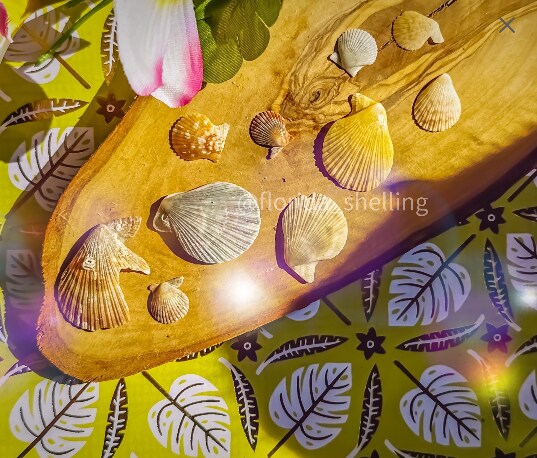 10 ULTRA RARE Florida Scaly Scallop Shells, Unusual Colors, Unicorn  Seashell Specimens, Approx .75-1.25