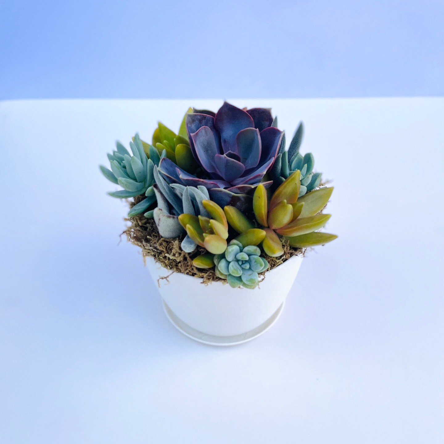 Harvest Moon - Potted Live Succulent Garden - Ships Free! | MakerPlace by  Michaels