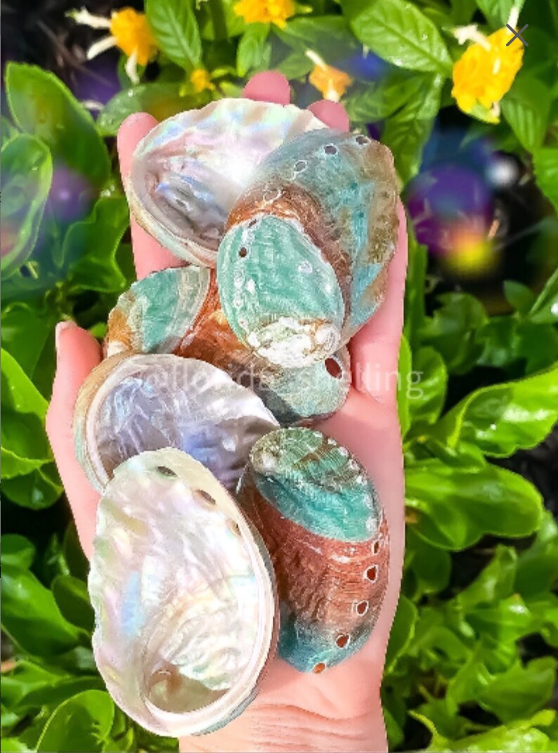 Korean Abalone Seashell - Northern Abalone - Pinto Abalone - Haliotis  Kamchatskana - (1 shell approx. 2.5-3 inches)