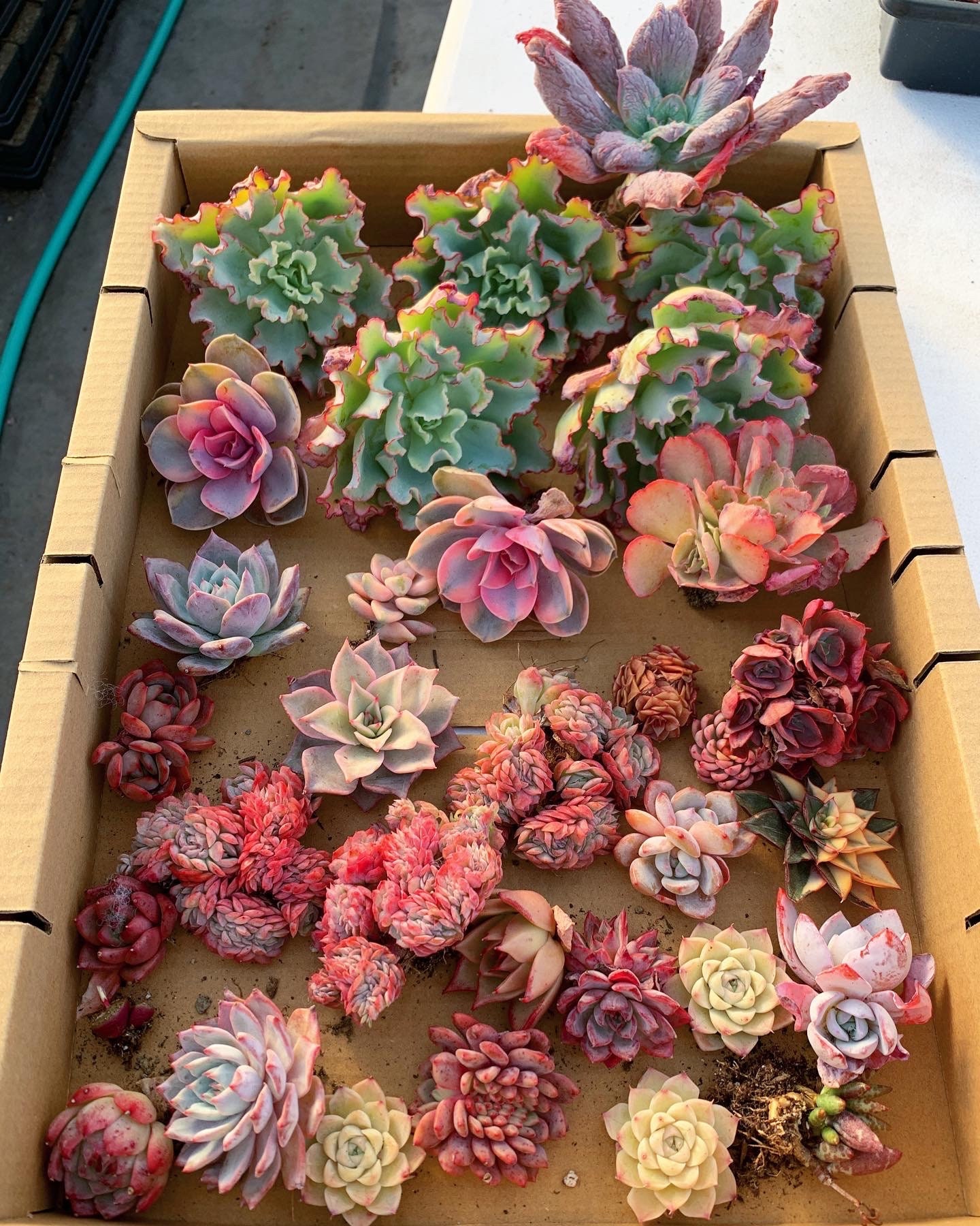 M✧succulent ·͜· ︎︎ᕷ 11 in. x 7 in. Large Wicker Soilless Succulent Plant Flower