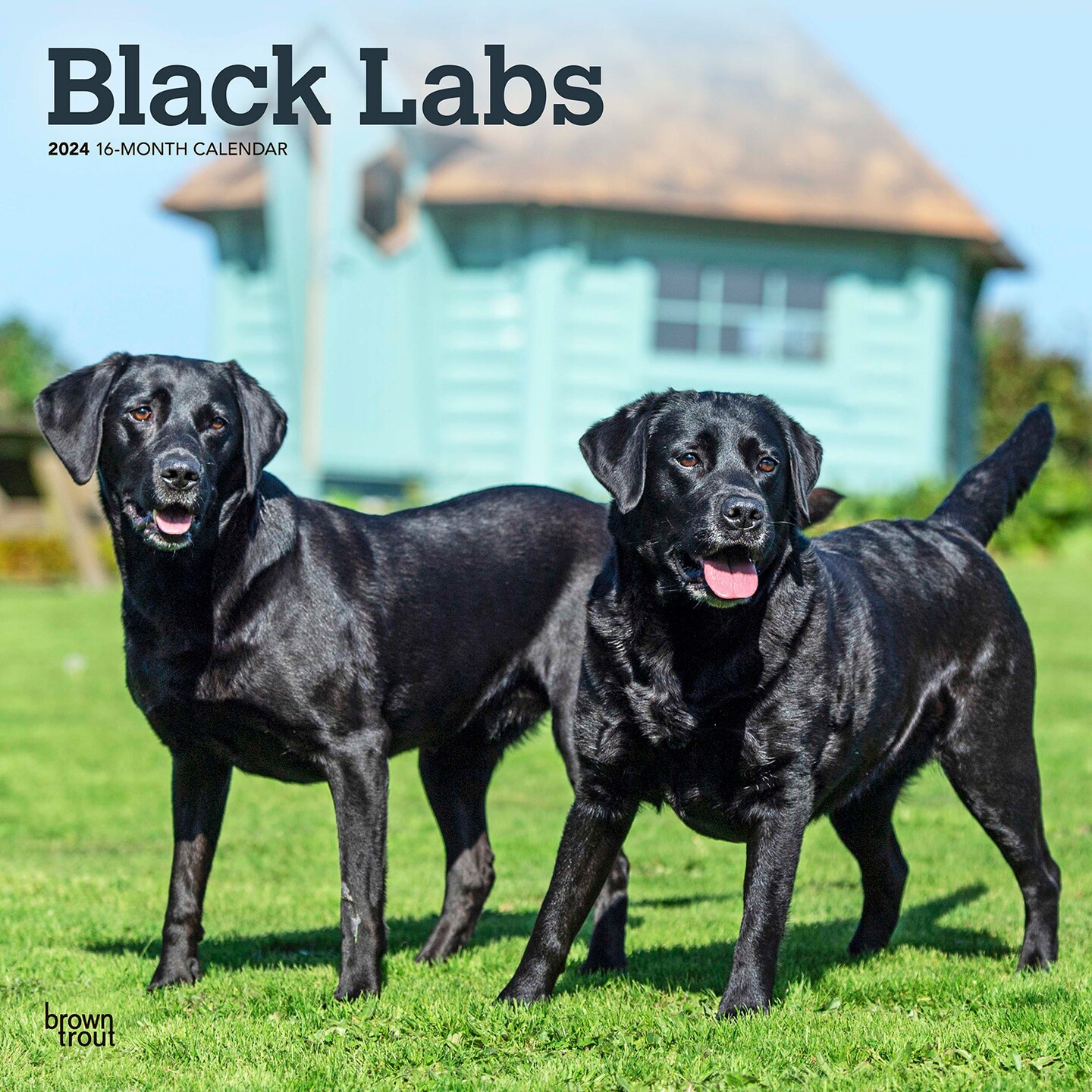 Black Labrador Retrievers | 2024 12 x 24 Inch Monthly Square Wall Calendar  | BrownTrout | Animals Dog Breeds | Michaels
