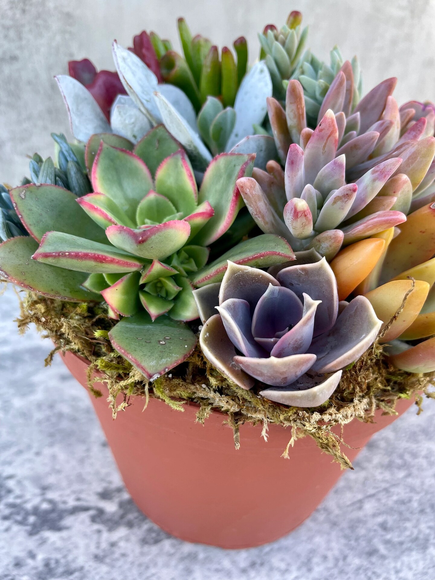 Pixie Paradise - Live 6 Succulent Arrangement - Ships Free! | MakerPlace  by Michaels