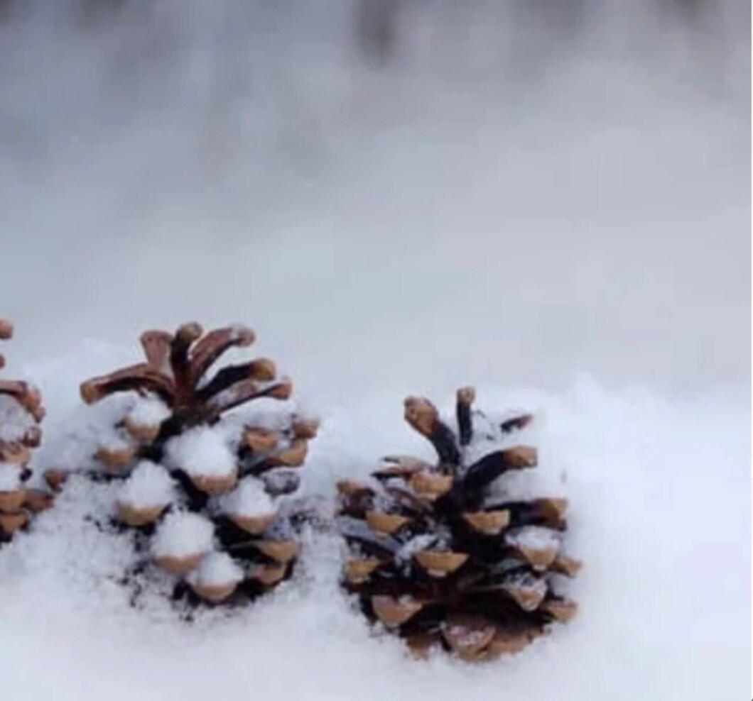 50 Mini Hemlock Tree Mini Pine Cones Seeds, Approx .5-1